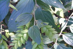 Flemingia bracteata